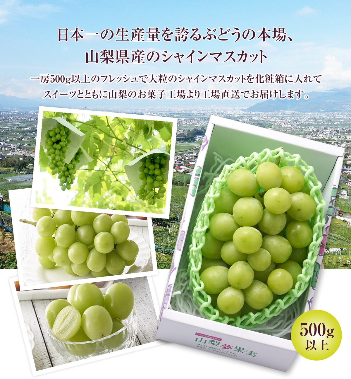 通販限定】山梨県産シャインマスカットと焼き菓子詰合せ （送料無料）