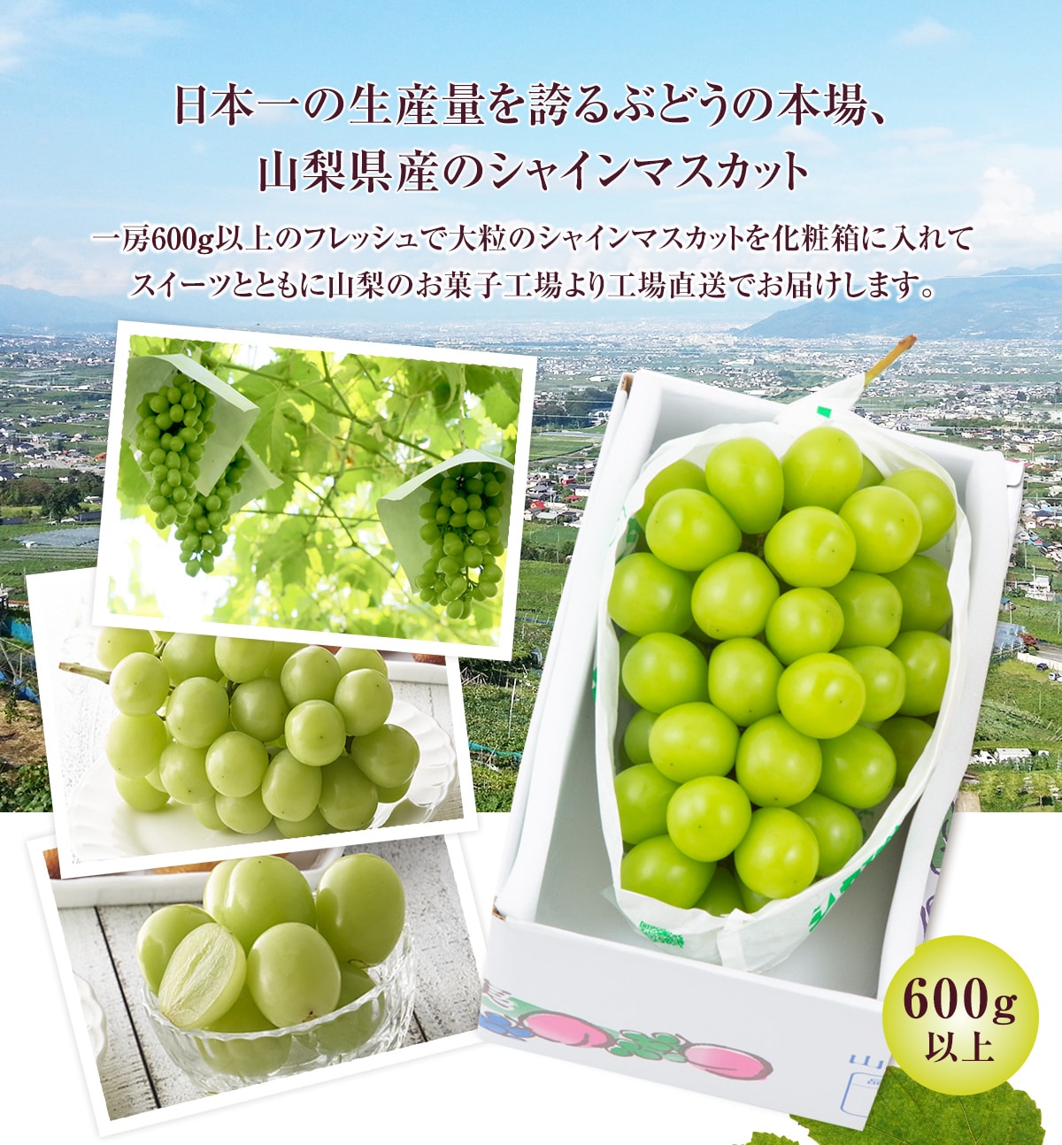 【通販】山梨県産シャインマスカットとフルーツのジュレ詰合せ9個入(送料込み) 9個入