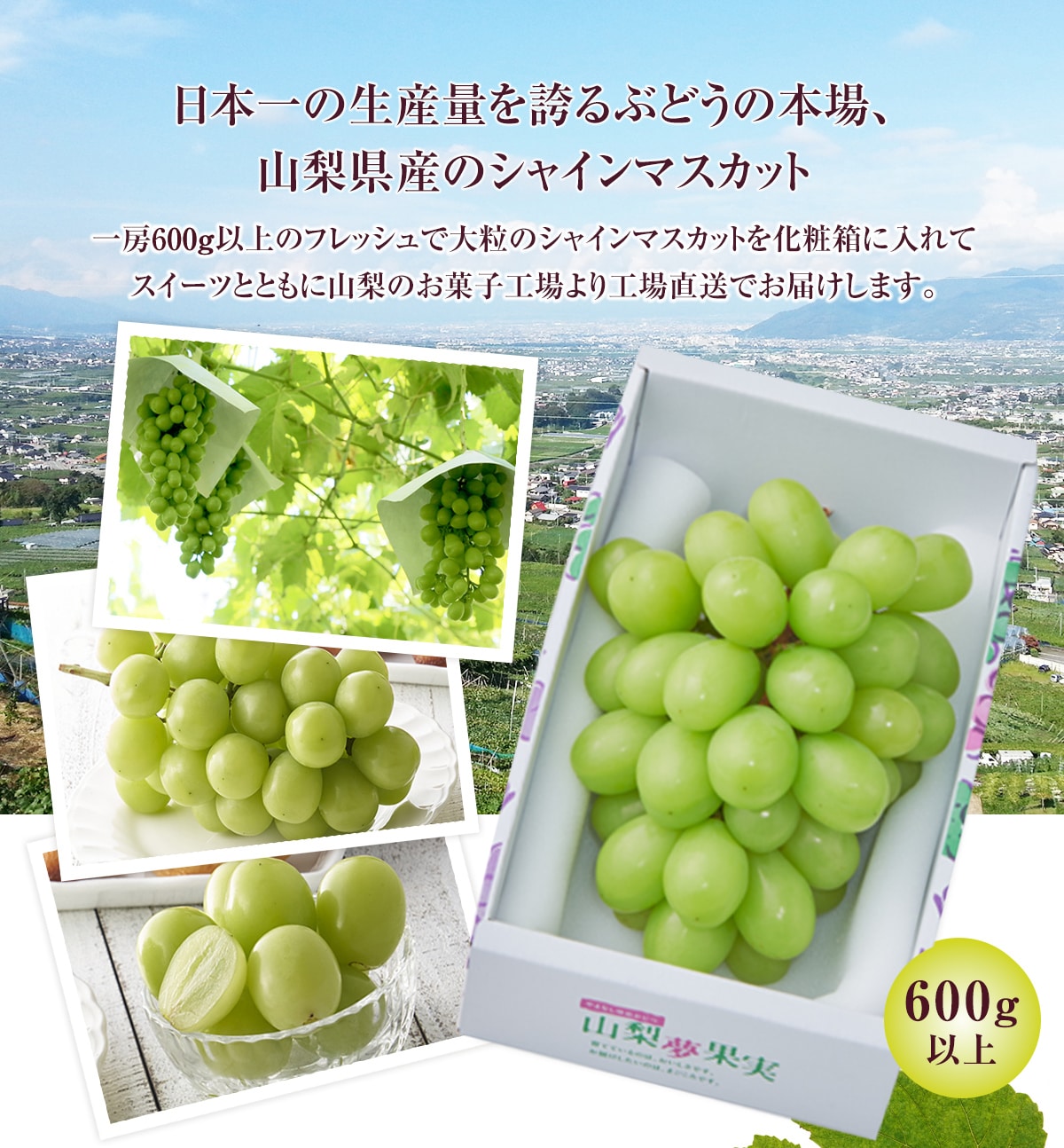 日本一の生産量を誇るぶどうの本場、山梨県産のシャインマスカット。一房600g以上のフレッシュで大粒のシャインマスカットを化粧箱に入れてスイーツとともに山梨のお菓子工場より工場直送でお届けします